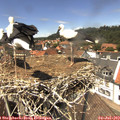 13_40-nest.jpg
