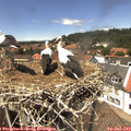 13_50-nest.jpg