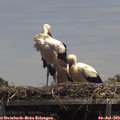 14_00-mast.jpg