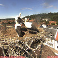 14_00-nest.jpg