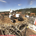 14_05-nest.jpg