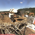 14_10-nest.jpg