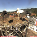 14_25-nest.jpg