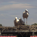 14_40-mast.jpg