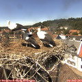 14_40-nest.jpg