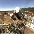 14_55-nest.jpg