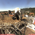 15_00-nest.jpg