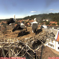 15_15-nest.jpg