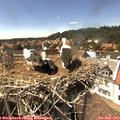 15_20-nest.jpg