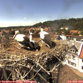 15_30-nest.jpg