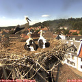15_45-nest.jpg