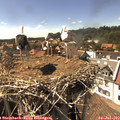 15_50-nest.jpg