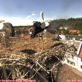 15_55-nest.jpg