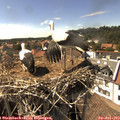 16_00-nest.jpg