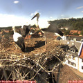 16_05-nest.jpg