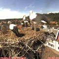 16_10-nest.jpg