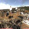 16_15-nest.jpg