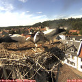 16_20-nest.jpg