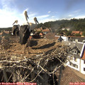 16_25-nest.jpg
