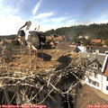16_30-nest.jpg
