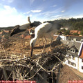 16_35-nest.jpg