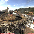 16_40-nest.jpg