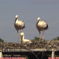16_55-mast.jpg