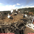 16_55-nest.jpg