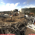 17_00-nest.jpg