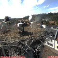 17_10-nest.jpg