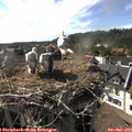 17_15-nest.jpg