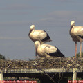17_20-mast.jpg