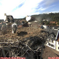 17_20-nest.jpg