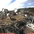 17_25-nest.jpg