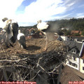 17_30-nest.jpg