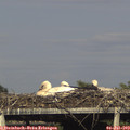 17_35-mast.jpg