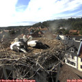 17_35-nest.jpg