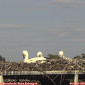17_40-mast.jpg