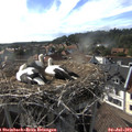 17_40-nest.jpg
