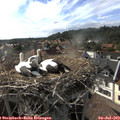 17_45-nest.jpg