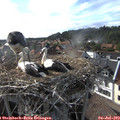 17_50-nest.jpg