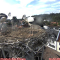 17_55-nest.jpg