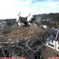 18_00-nest.jpg