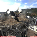 18_05-nest.jpg