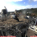18_15-nest.jpg