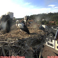 18_20-nest.jpg