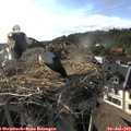 18_25-nest.jpg