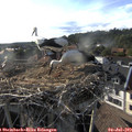 18_30-nest.jpg