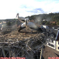 18_35-nest.jpg