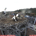 18_45-nest.jpg